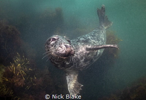 Grey Seal, Dalkey Island, Dublin Bay, Ireland
Nikon D810... by Nick Blake 